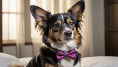HQ,solo,bow,brown eyes,indoors,bowtie,blurry,no humans,window,bed,depth of field,blurry background,animal,on bed,cat,curtains,pink bow,dog,purple bow,realistic,animal focus,pink bowtie,purple bowtie,whiskers,looking at viewer,closed mouth,striped bow,striped bowtie