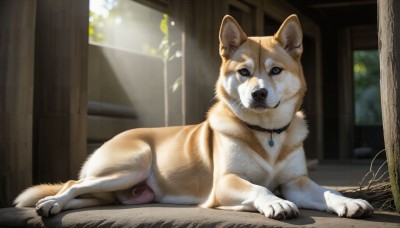 HQ,looking at viewer,brown eyes,full body,lying,day,indoors,blurry,black eyes,collar,no humans,window,blurry background,animal,on side,sunlight,on stomach,dog,realistic,animal focus,white fur,shiba inu,jewelry,signature,necklace,pendant,animal collar